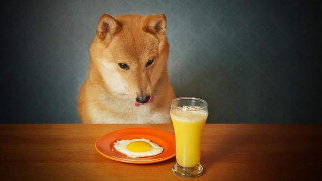 狗狗不满一个月、可以吃鸡蛋吗