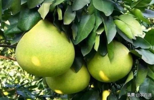 柚子每年开花多结果少是什么原因
