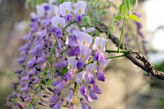 紫藤适合北方种植吗