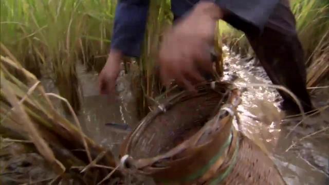 水稻田里养出来的鱼和水塘里的鱼有什么不同