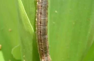 玉米地里这样又黑又长的虫子怎么治?他的生长期是多久