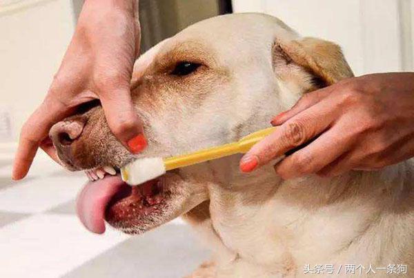 多久给狗刷牙一次比较好