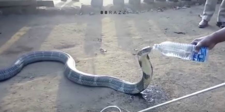 眼镜王蛇最怕什么动物