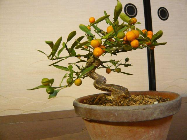 一颗盆栽小树下面长着个豆子那是什么植物