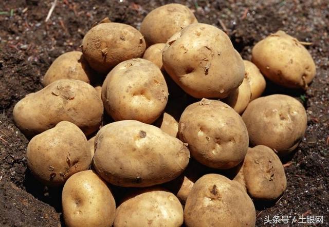 荷兰十五土豆产量亩产多少