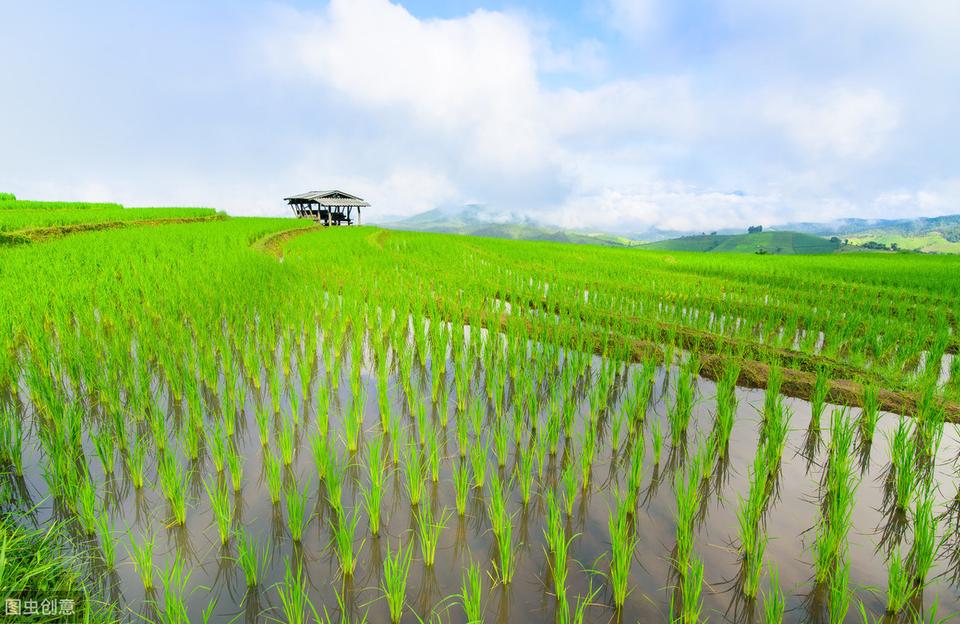 水稻僵苗原因是什么