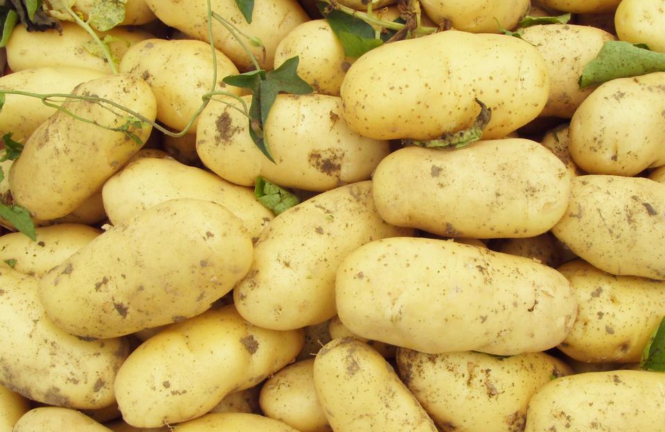 土豆怎么放不发芽呢