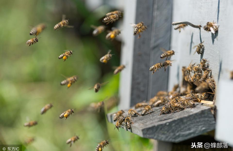 如何进行家庭养蜂