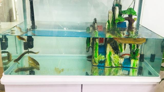 泥鳅可以放在鱼缸里养吗