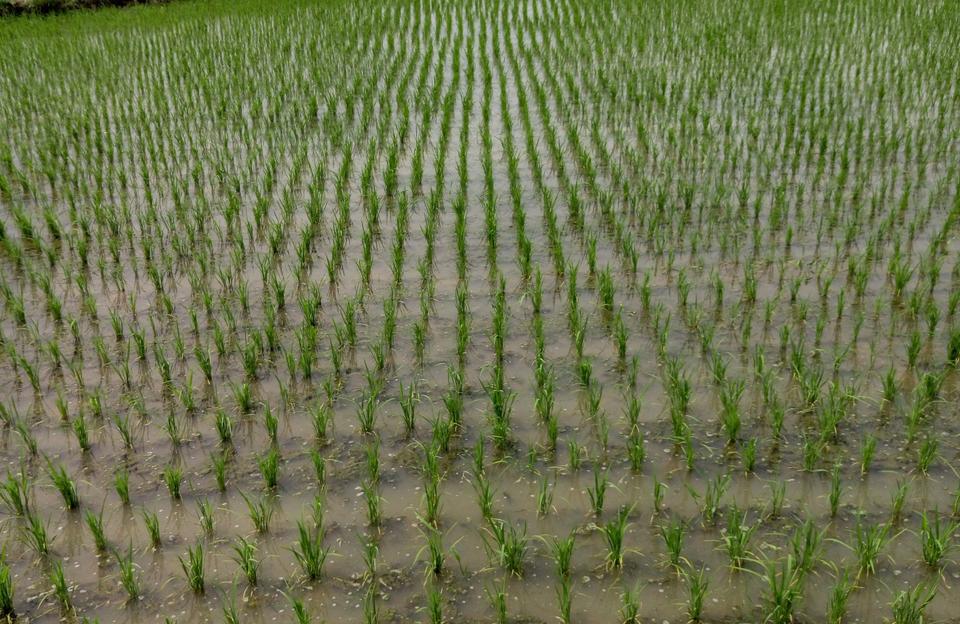 水稻分蘖期多长时间