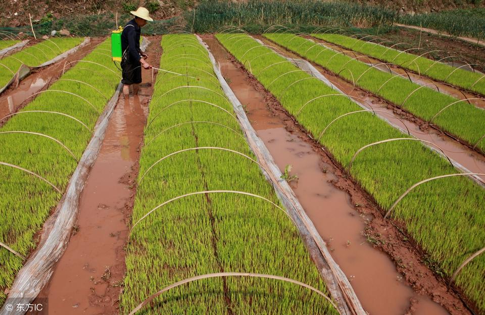 旱田如何种植水稻
