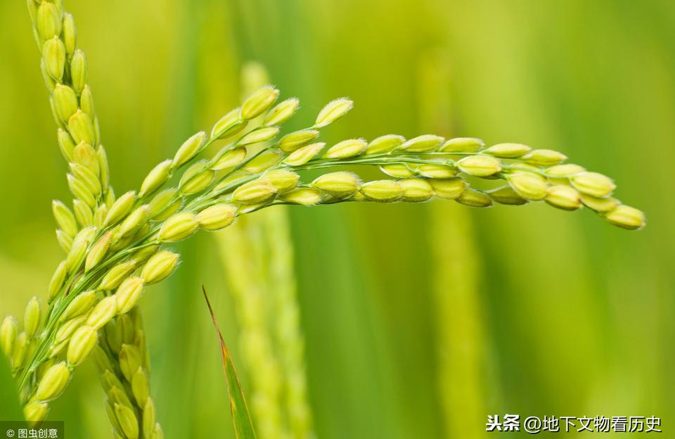 中国的水稻是什么时候开始种植的